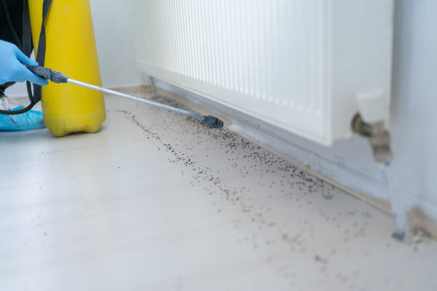 Reliable Dentsville, SC Pest Control Solutions